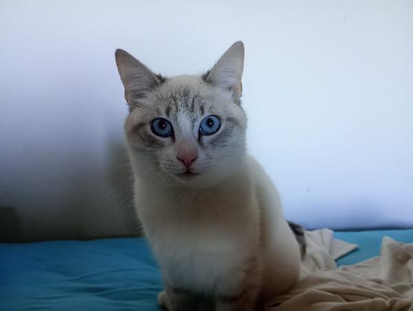 OLLY: SIMILSIAMESINO DI 7 MESI CERCA FAMIGLIA Foto 5