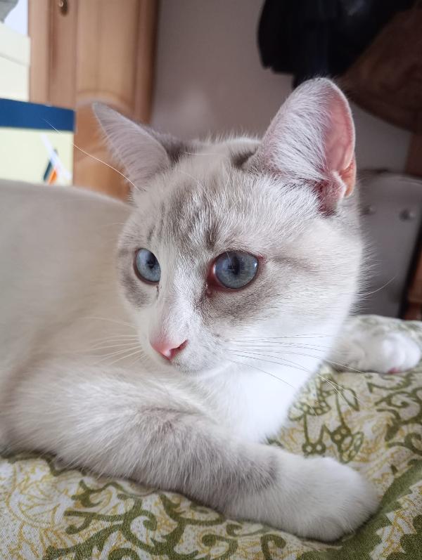 OLLY: SIMILSIAMESINO DI 7 MESI CERCA FAMIGLIA Foto 6