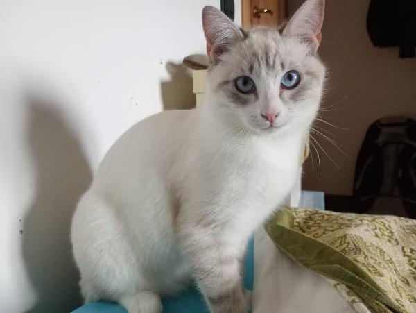 OLLY: SIMILSIAMESINO DI 7 MESI CERCA FAMIGLIA Foto 7