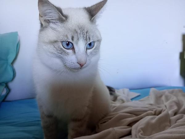 OLLY: SIMILSIAMESINO DI 7 MESI CERCA FAMIGLIA Foto 8