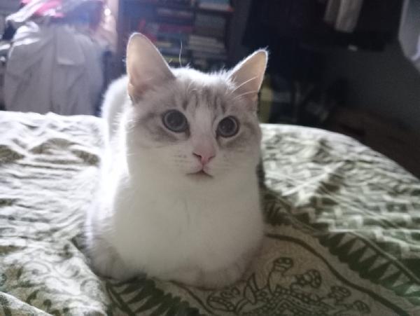 OLLY: SIMILSIAMESINO DI 7 MESI CERCA FAMIGLIA Foto 9