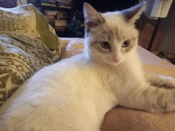 OLLY: SIMILSIAMESINO DI 7 MESI CERCA FAMIGLIA Foto 10