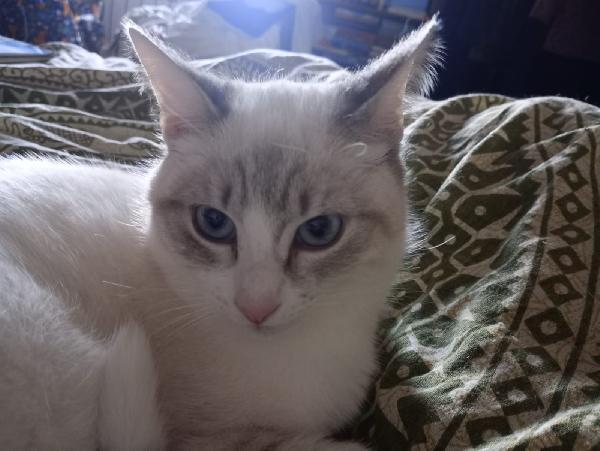 OLLY: SIMILSIAMESINO DI 7 MESI CERCA FAMIGLIA Foto 11