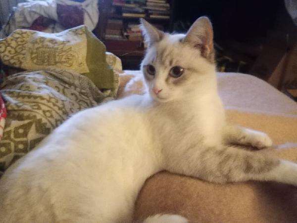 OLLY: SIMILSIAMESINO DI 7 MESI CERCA FAMIGLIA Foto 12