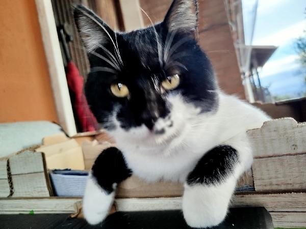 Pinocchio: Micio Di 1 Anmo Cerca Con Urgenza Casa