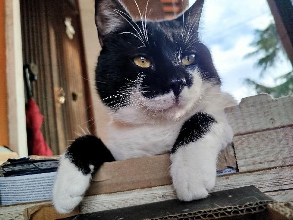 PINOCCHIO: MICIO DI 1 ANMO CERCA CON URGENZA CASA Foto 2