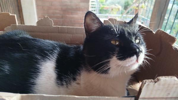 PINOCCHIO: MICIO DI 1 ANMO CERCA CON URGENZA CASA Foto 3