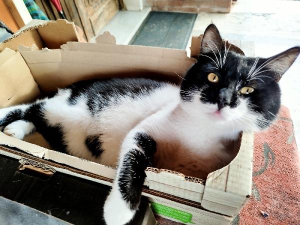 PINOCCHIO: MICIO DI 1 ANMO CERCA CON URGENZA CASA Foto 4