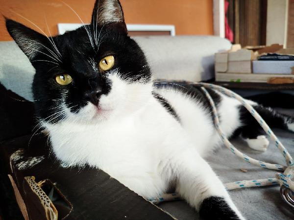 PINOCCHIO: MICIO DI 1 ANMO CERCA CON URGENZA CASA Foto 5