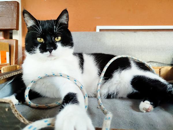 PINOCCHIO: MICIO DI 1 ANMO CERCA CON URGENZA CASA Foto 6