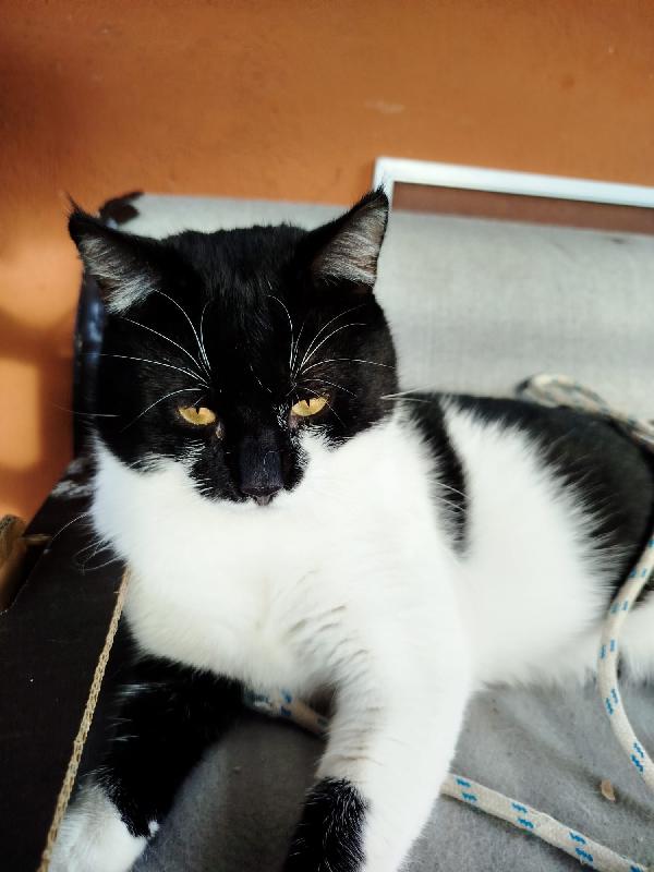 PINOCCHIO: MICIO DI 1 ANMO CERCA CON URGENZA CASA Foto 7