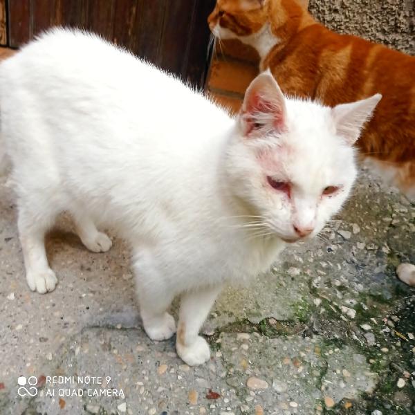 URGENTE: LUIGI 8 ANNI RIMASTO SOLO Foto 3