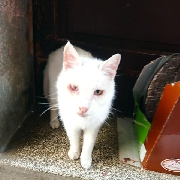 URGENTE: LUIGI 8 ANNI RIMASTO SOLO Foto 4