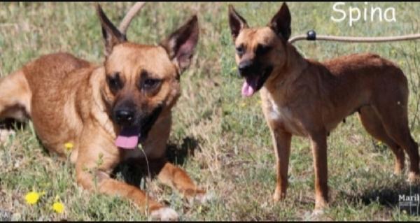 Spina 8Anni Kg9/10 Aspetta Da Tanto,In Canile Roma