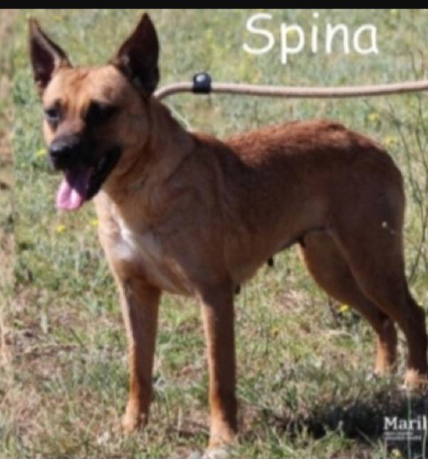 Spina 8anni kg9/10 aspetta da tanto,in canile ROMA Foto 2