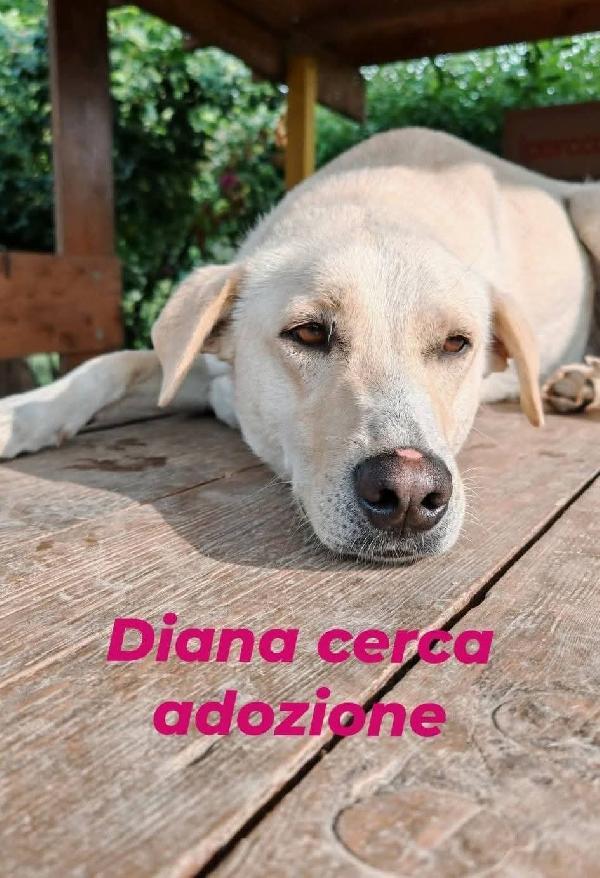 Diana Dolcissima Cerca Casa
