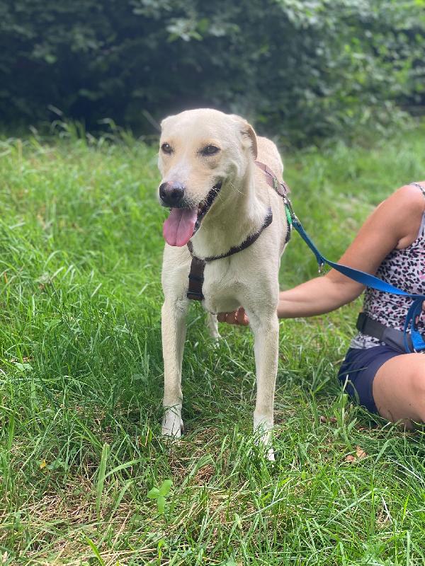 Diana dolcissima cerca casa Foto 2