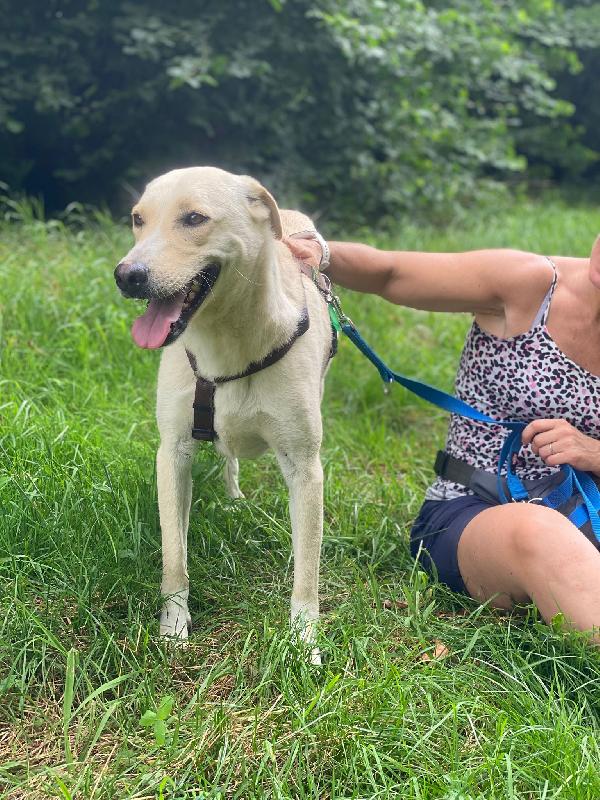 Diana dolcissima cerca casa Foto 3