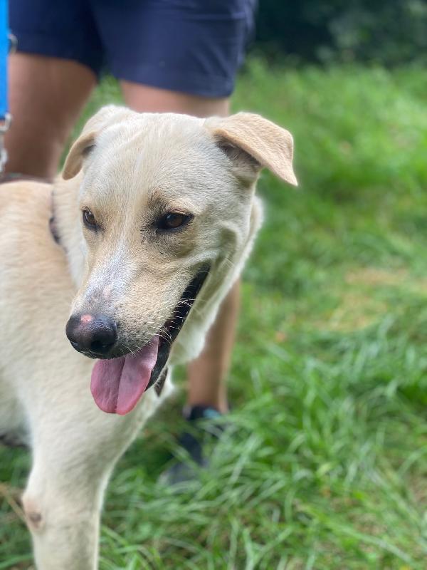 Diana dolcissima cerca casa Foto 4