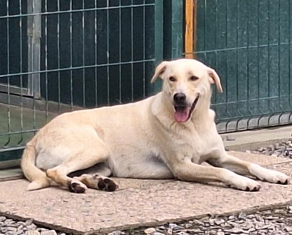 Diana dolcissima cerca casa Foto 6