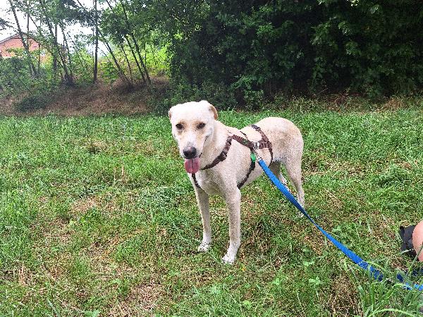 Diana dolcissima cerca casa Foto 7