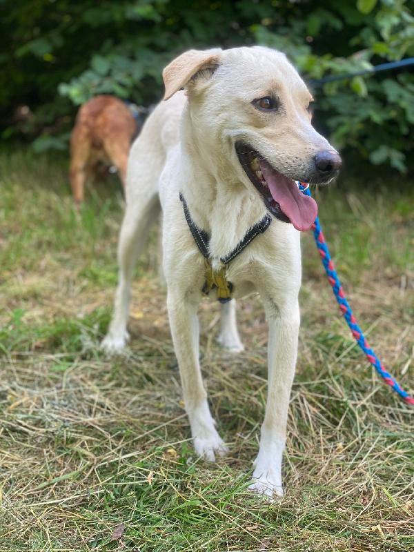 Diana dolcissima cerca casa Foto 8