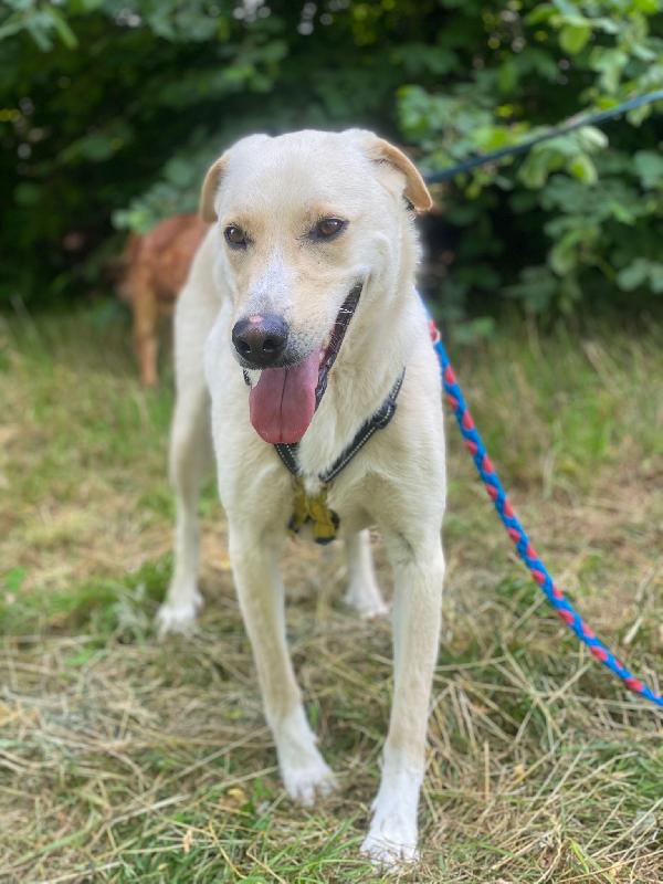 Diana dolcissima cerca casa Foto 9