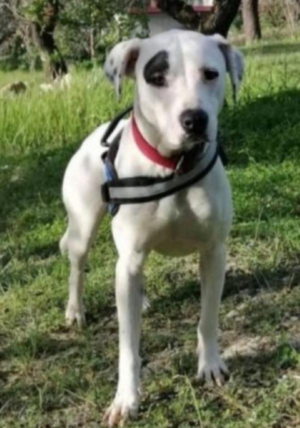 Margie Mix Pitbull Giovane Salvata 2Anni Fa Agrigento