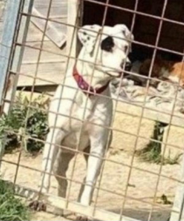 Margie mix Pitbull giovane salvata 2anni fa AGRIGENTO Foto 3