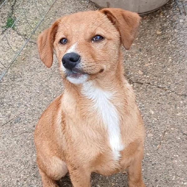 Back...cucciolone cerca casa Foto 2