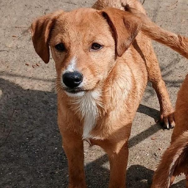 Back...cucciolone cerca casa Foto 3