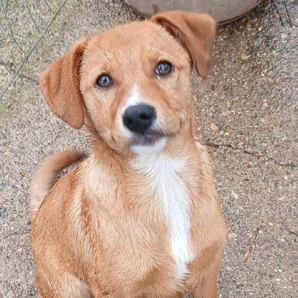 Back...cucciolone cerca casa Foto 4