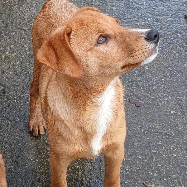 Back...cucciolone cerca casa Foto 5