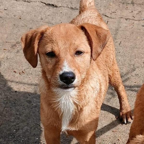 Back...cucciolone cerca casa Foto 6