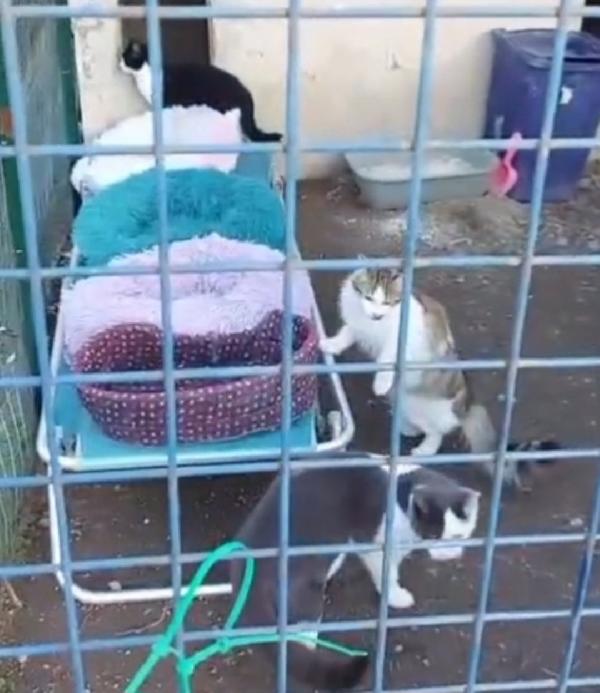 Gattine Felv+Salvate E Messe In 1Terreno.roma Sos Aiuto