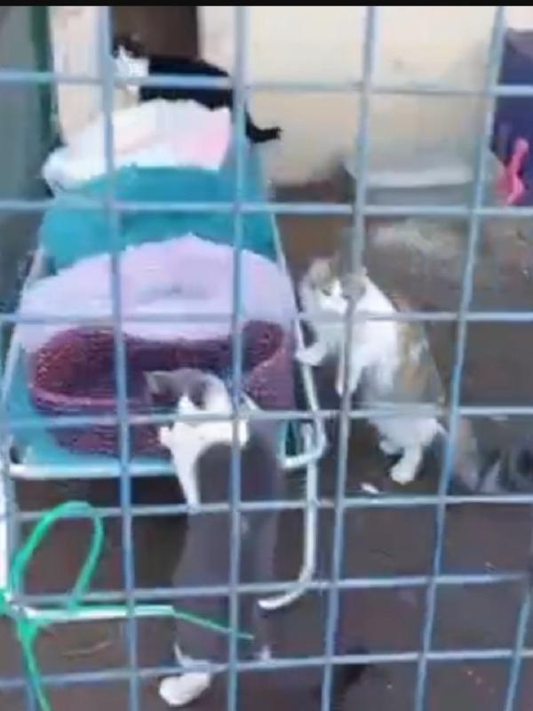 Gattine FELV+salvate e messe in 1terreno.ROMA SOS AIUTO Foto 2