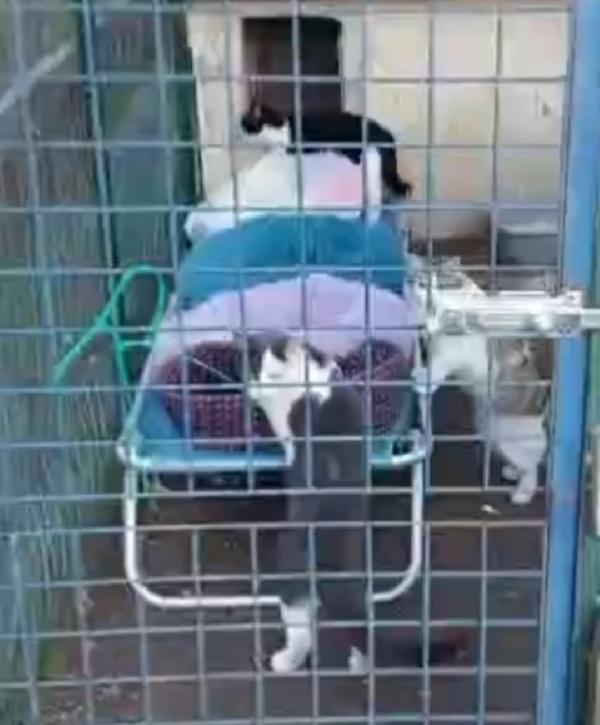 Gattine FELV+salvate e messe in 1terreno.ROMA SOS AIUTO Foto 3