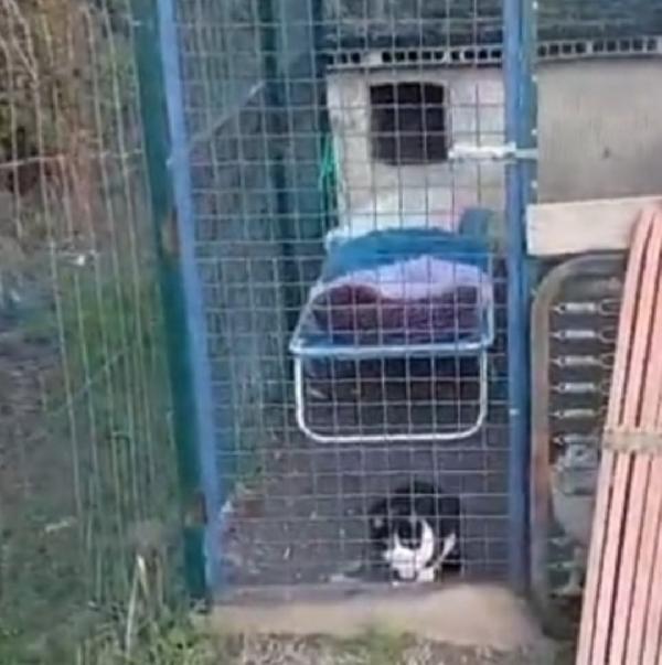 Gattine FELV+salvate e messe in 1terreno.ROMA SOS AIUTO Foto 4