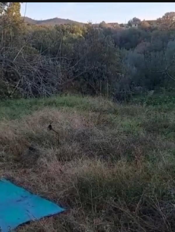 Gattine FELV+salvate e messe in 1terreno.ROMA SOS AIUTO Foto 5