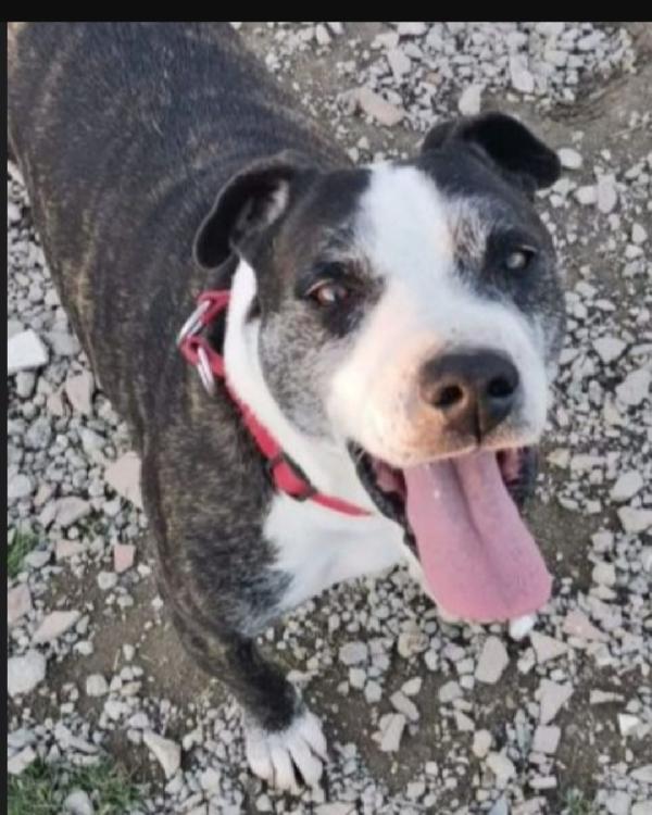 Zeus Mix Amstaff 10Anni Una Vita In Canile.caserta