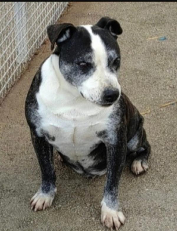 Zeus mix Amstaff 10anni una vita in canile.CASERTA Foto 2