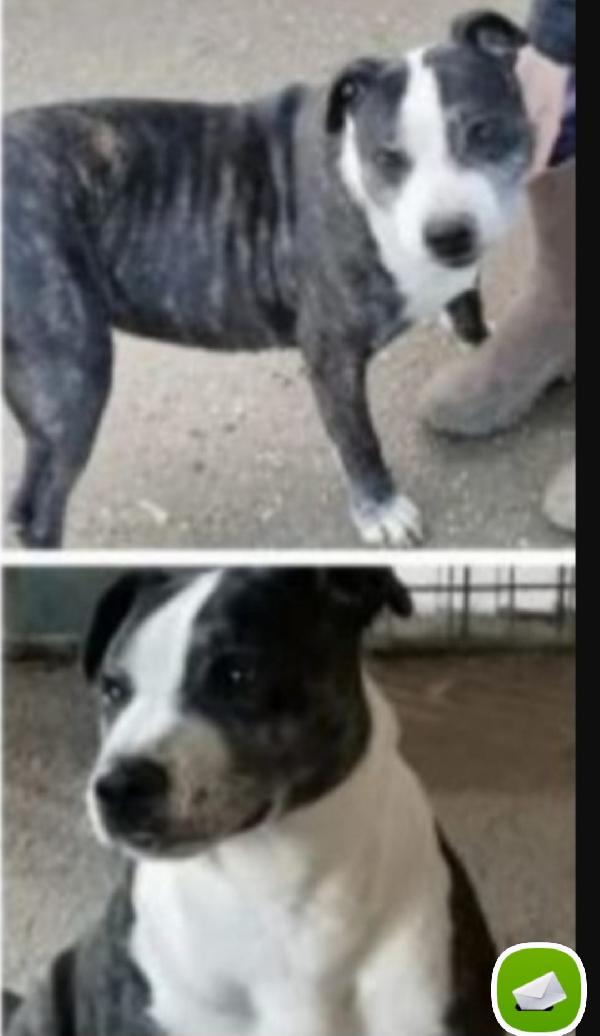 Zeus mix Amstaff 10anni una vita in canile.CASERTA Foto 3