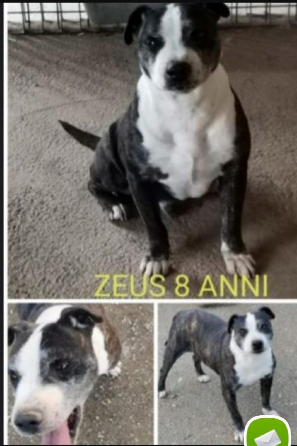 Zeus mix Amstaff 10anni una vita in canile.CASERTA Foto 4