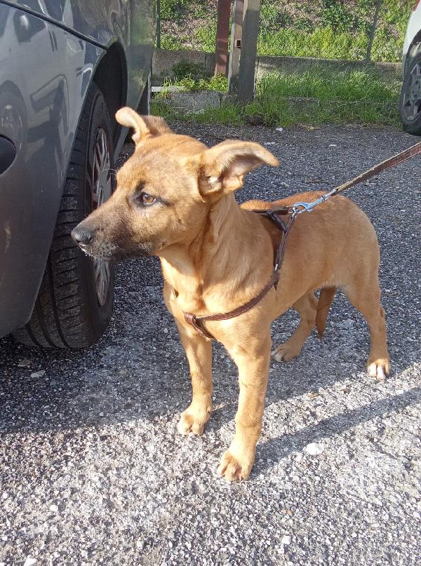 Pollon 7 mesi 11 kg Foto 2