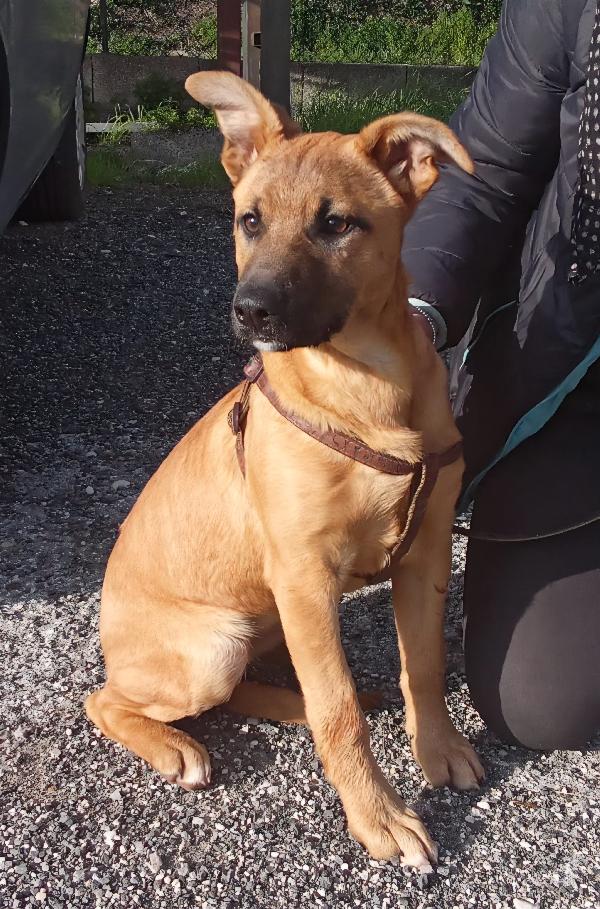 Pollon 7 mesi 11 kg Foto 4