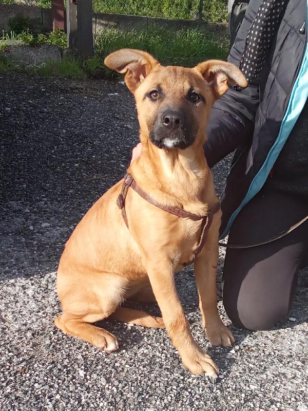 Pollon 7 mesi 11 kg Foto 5