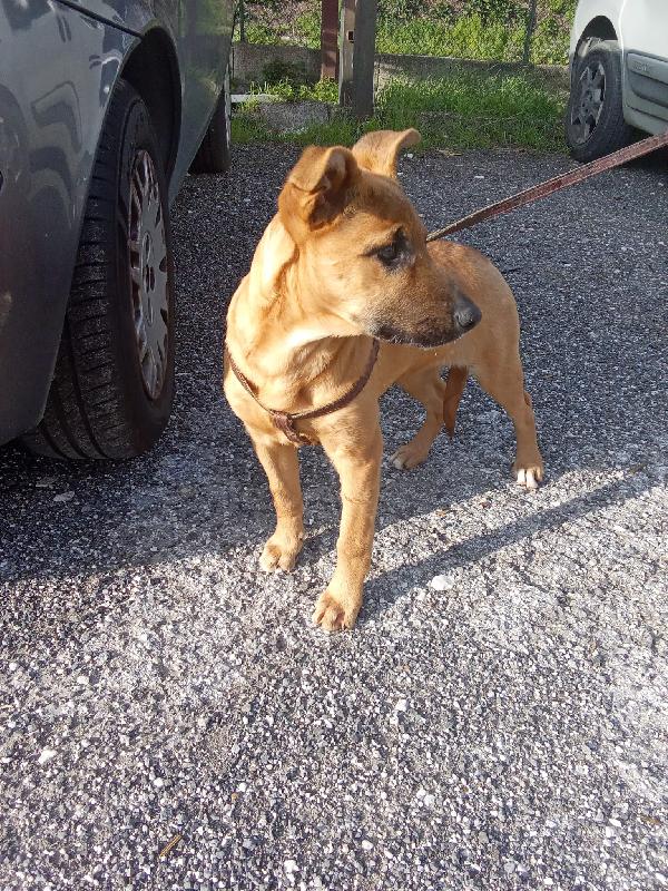 Pollon 7 mesi 11 kg Foto 6