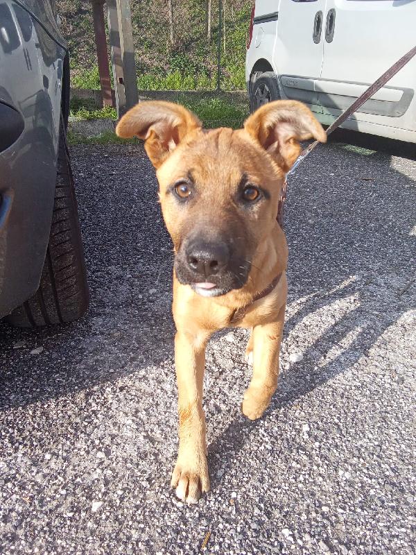 Pollon 7 mesi 11 kg Foto 7