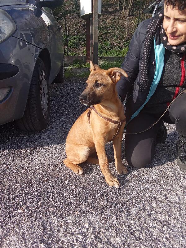 Pollon 7 mesi 11 kg Foto 8