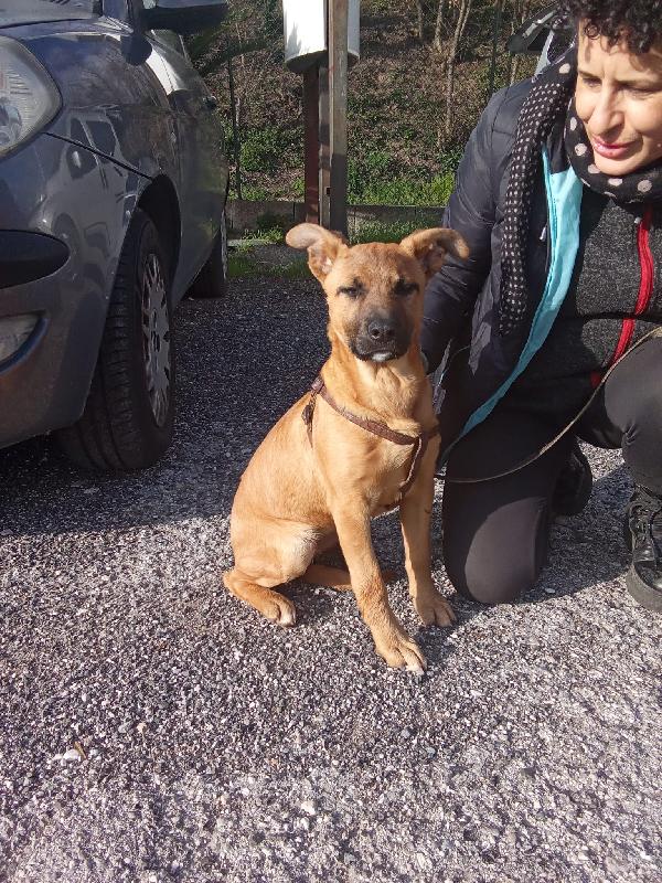 Pollon 7 mesi 11 kg Foto 9